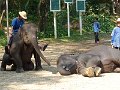 Chiang Mai P0143 Maetaman Elephant Camp